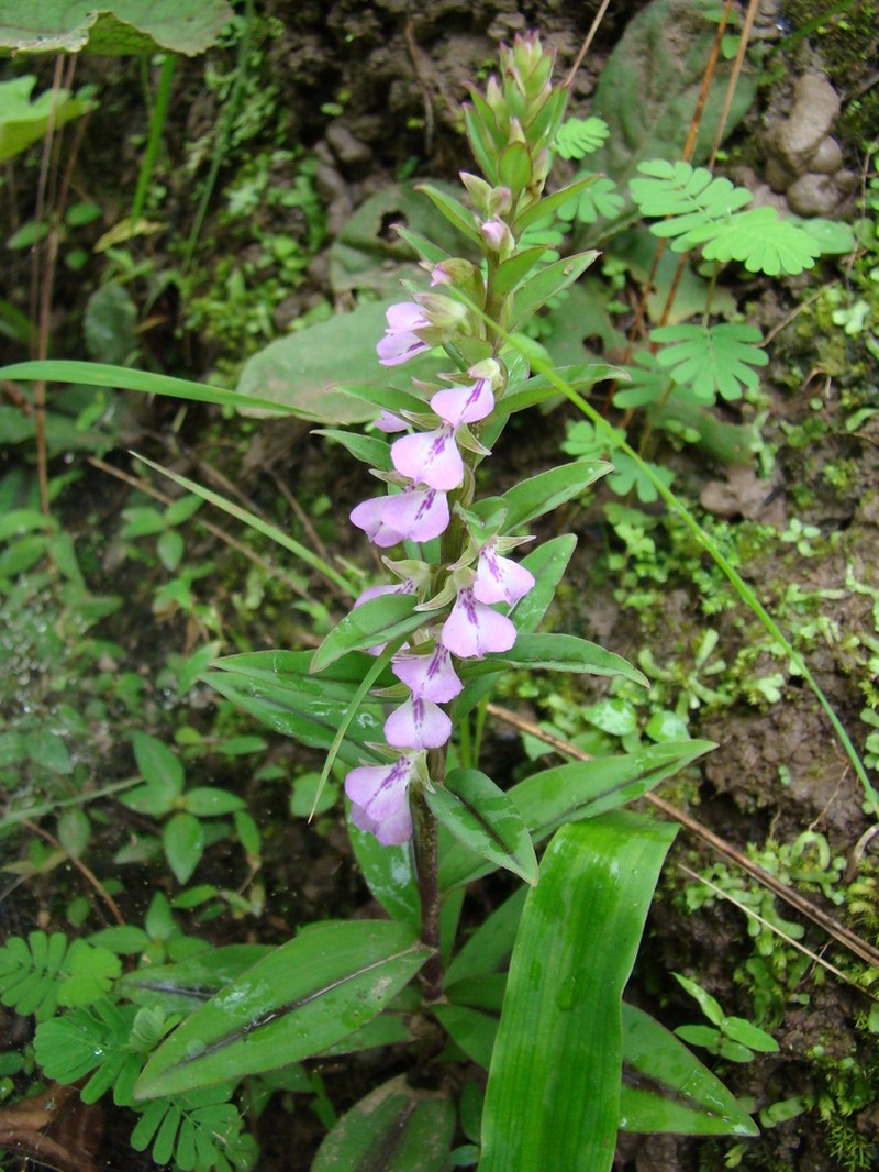 Brachycorythis obcordata photo 6
