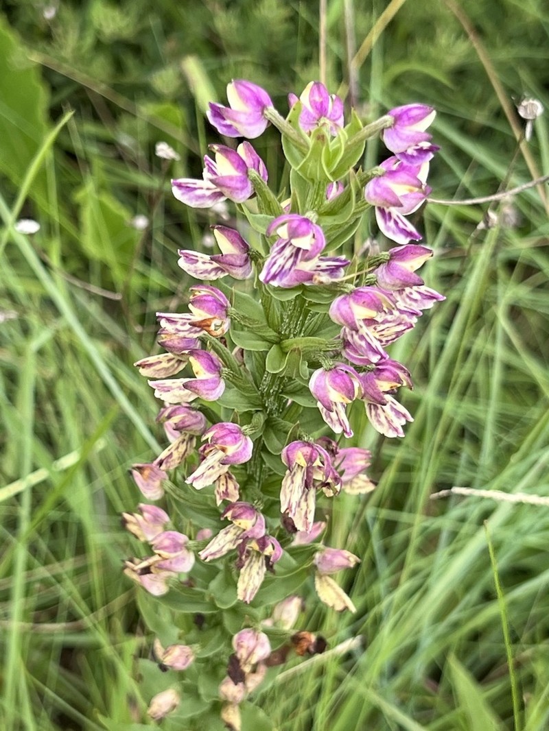 Brachycorythis ovata photo 2