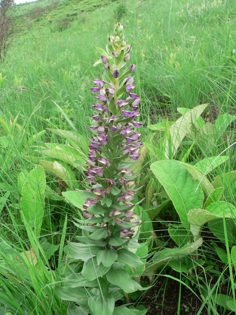 Brachycorythis ovata photo 3