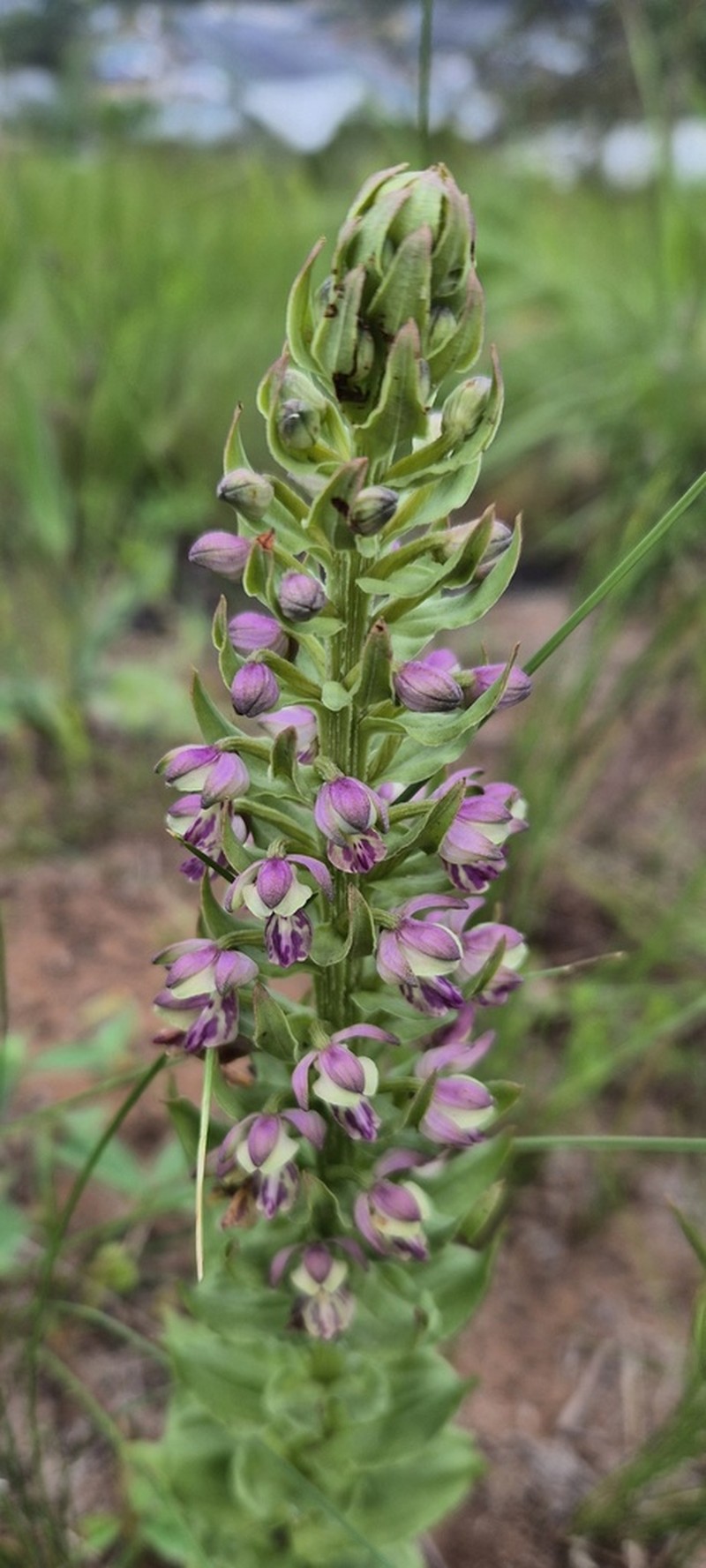 Brachycorythis ovata photo 4