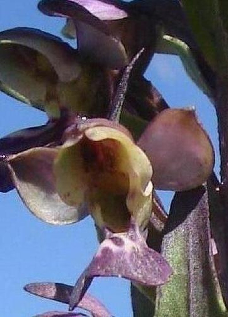 Brachycorythis ovata photo 5