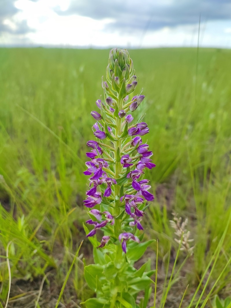 Brachycorythis ovata photo 6