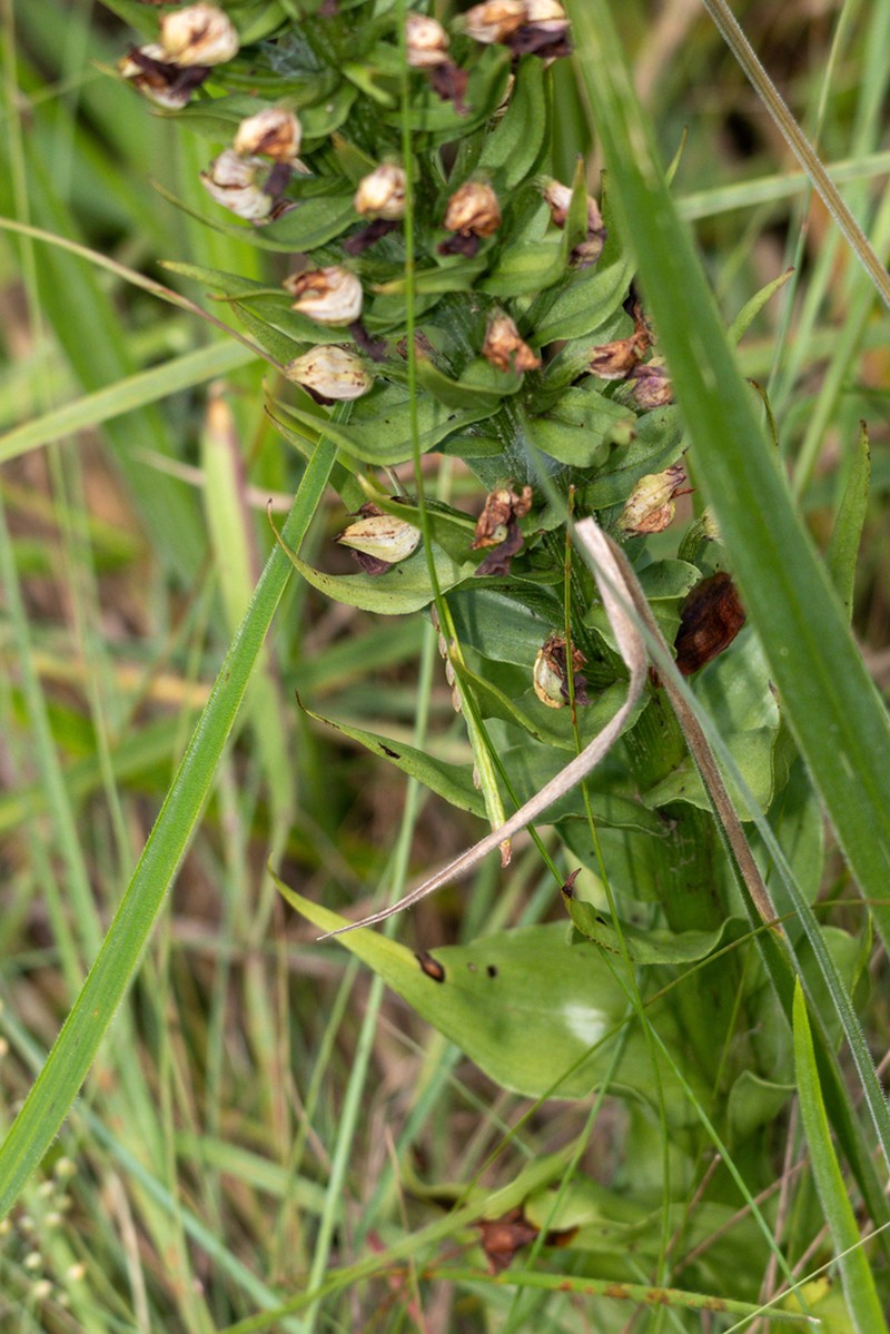 Brachycorythis ovata photo 7