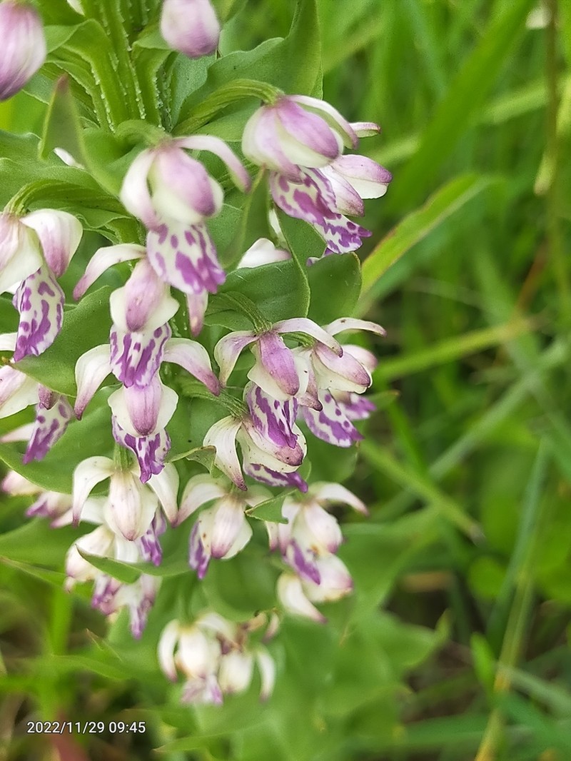 Brachycorythis ovata photo 8