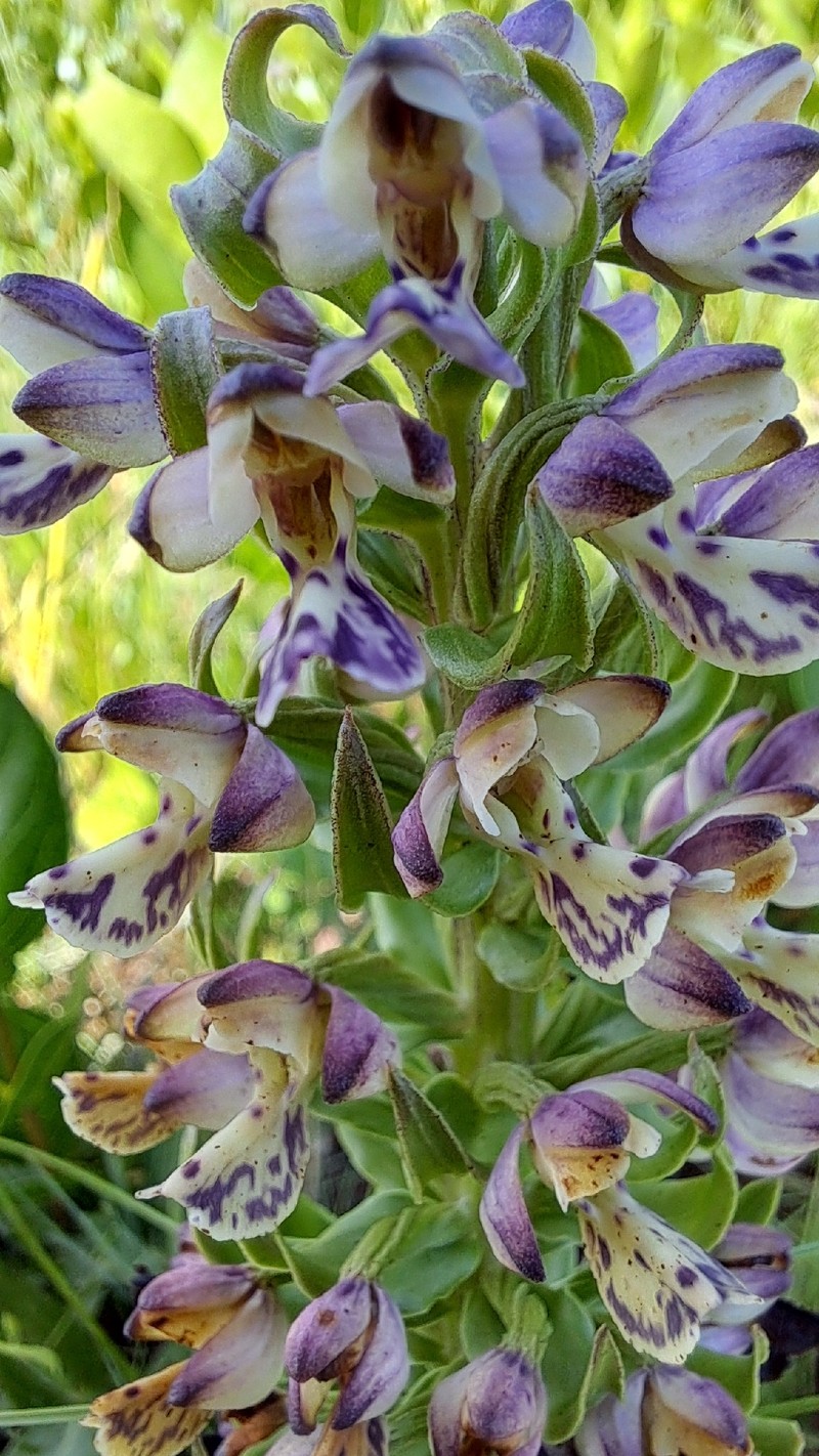 Brachycorythis ovata subsp. ovata