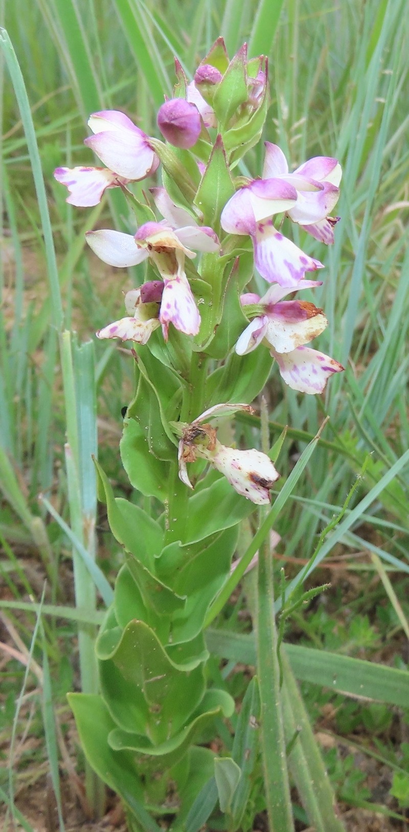 Brachycorythis ovata subsp. ovata photo 2