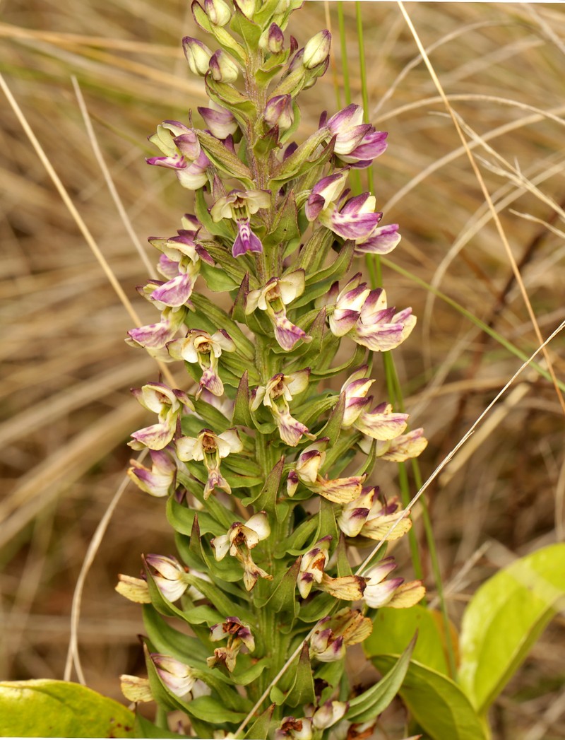 Brachycorythis ovata subsp. ovata photo 3
