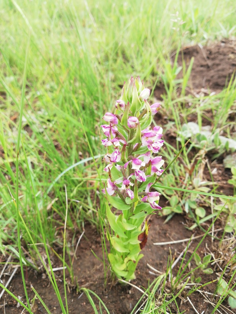 Brachycorythis ovata subsp. ovata photo 4
