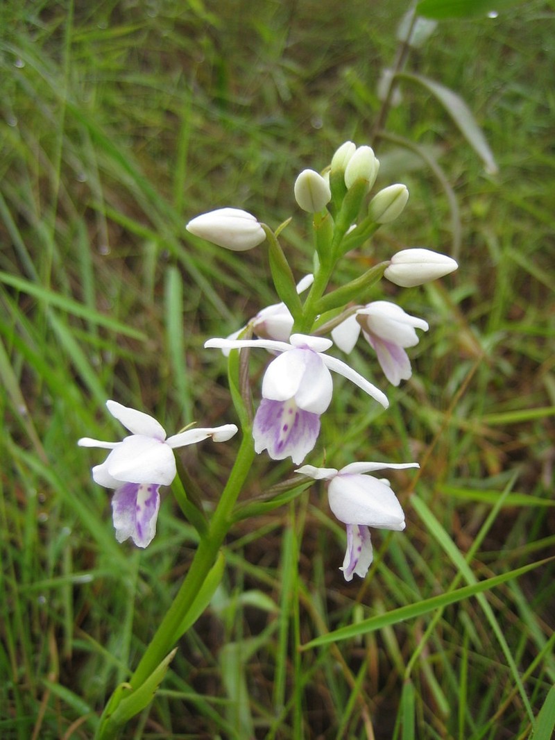 Brachycorythis paucifolia