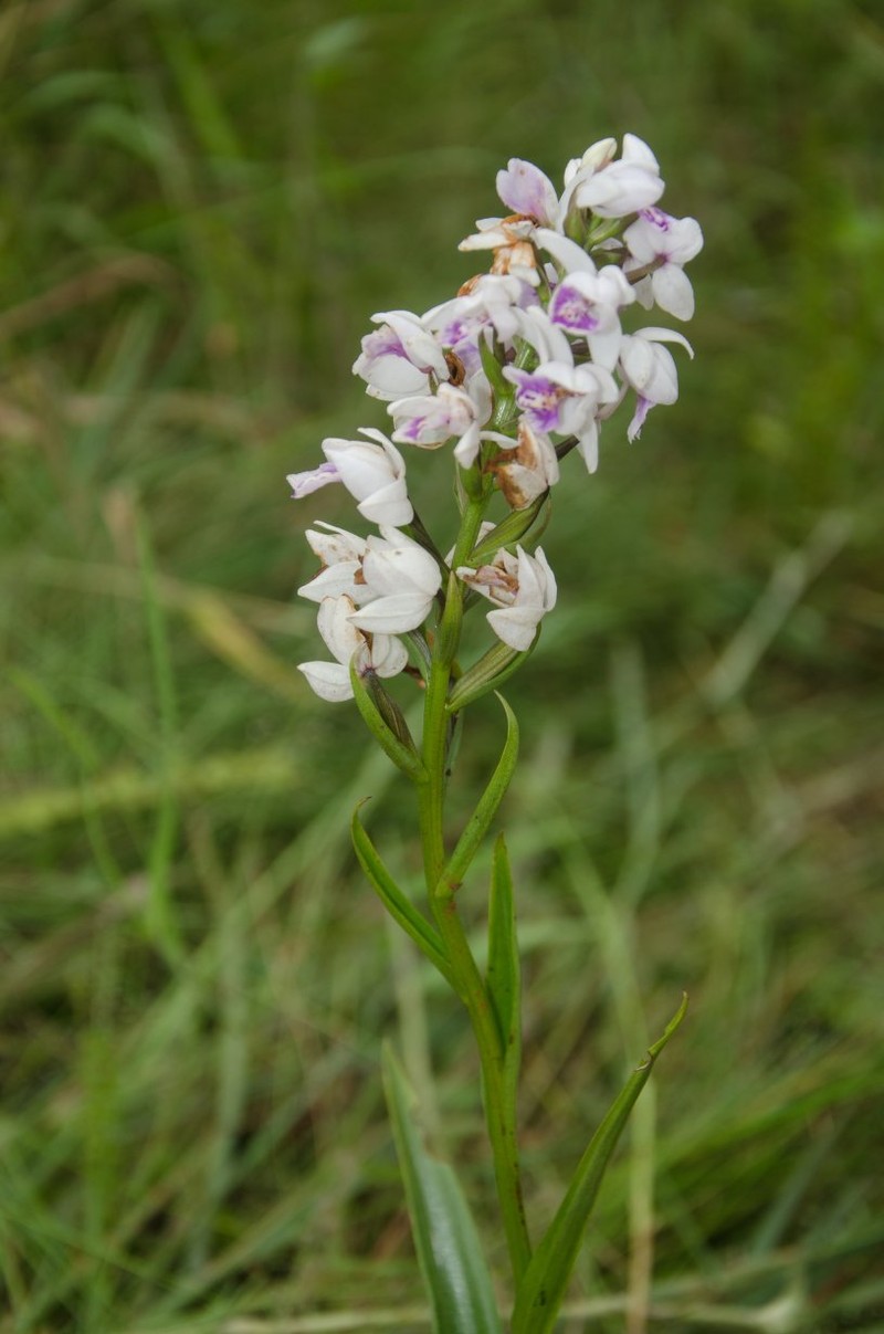 Brachycorythis paucifolia photo 2
