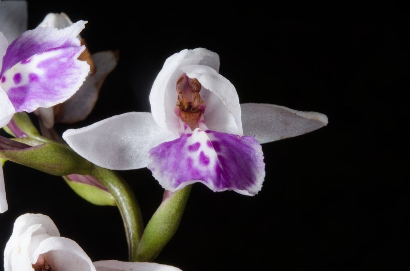 Brachycorythis paucifolia photo 3