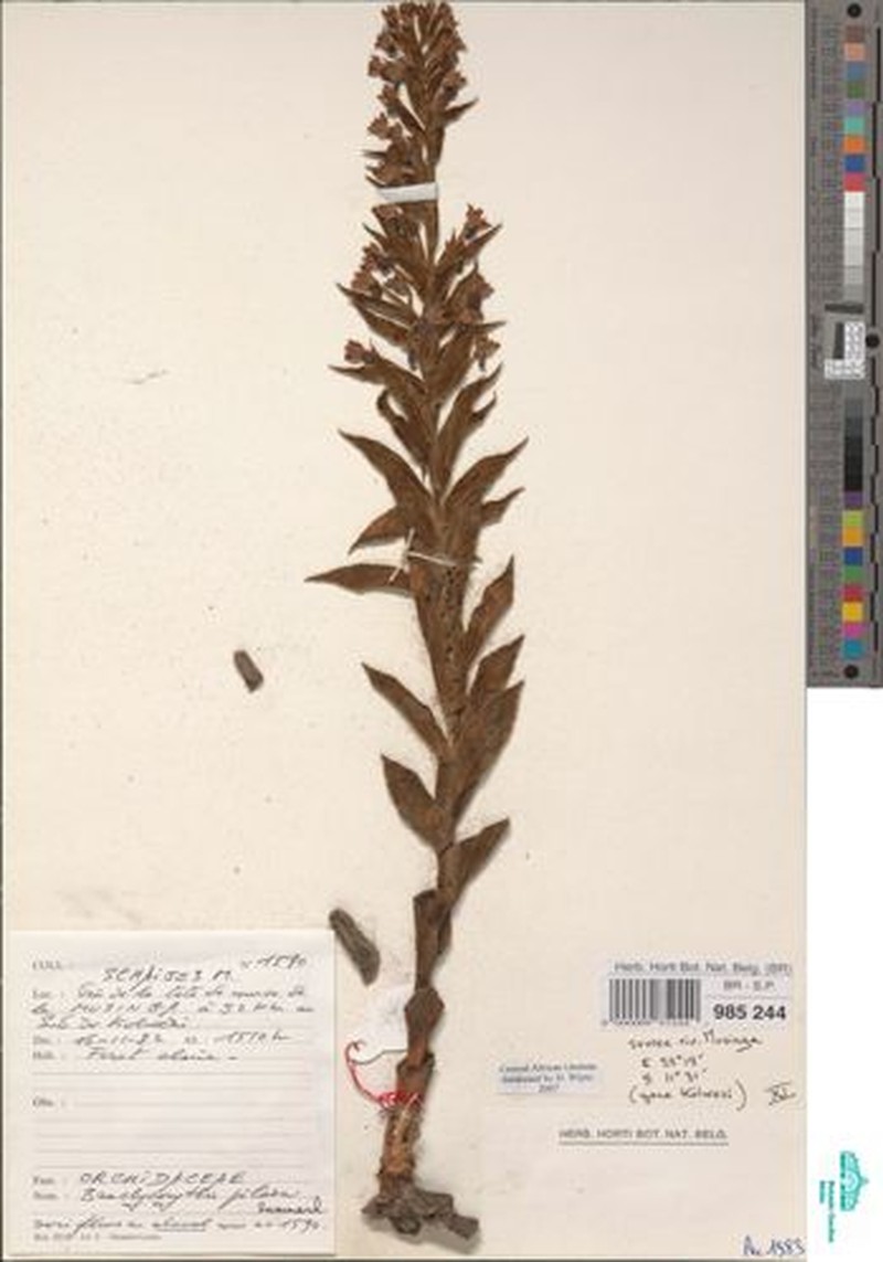 Brachycorythis pilosa
