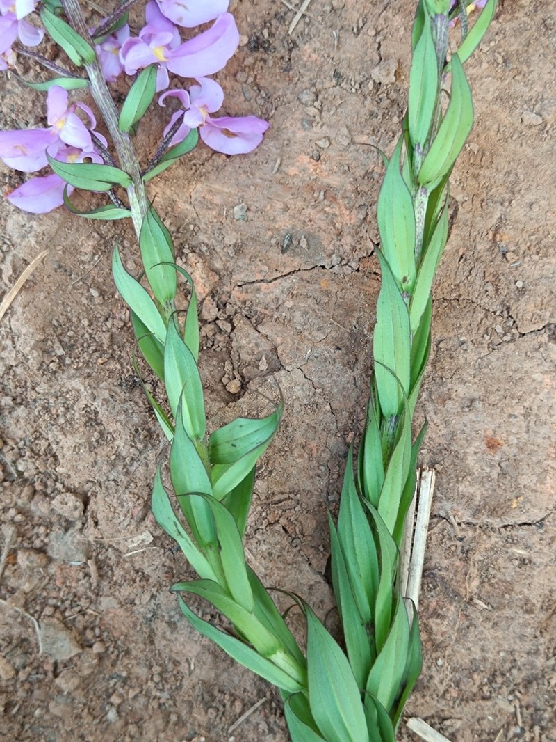 Brachycorythis pleistophylla photo 2