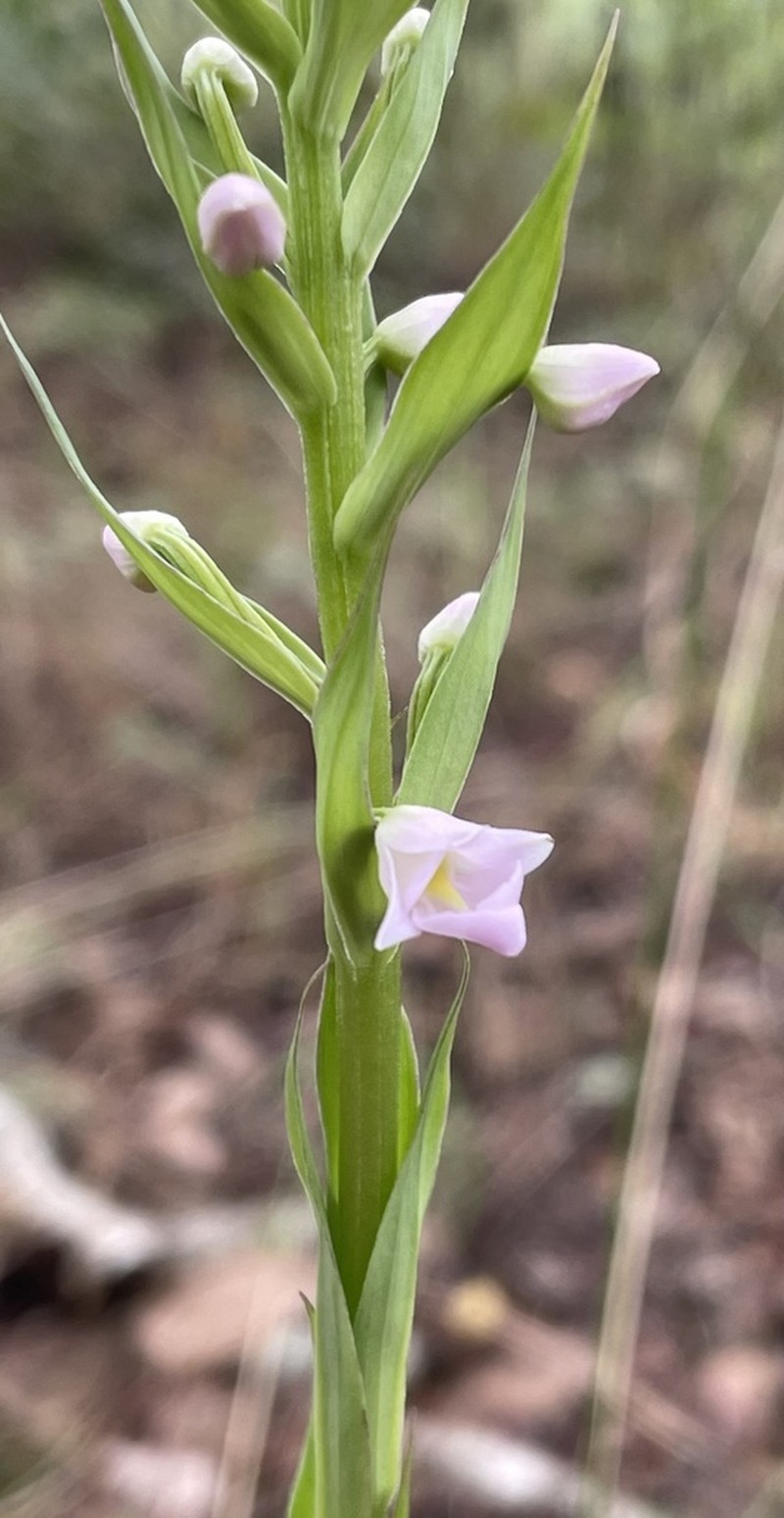 Brachycorythis pleistophylla photo 3