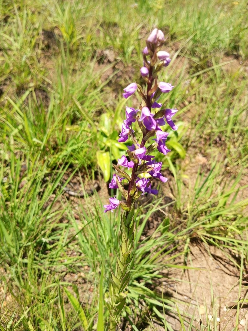 Brachycorythis pleistophylla photo 5