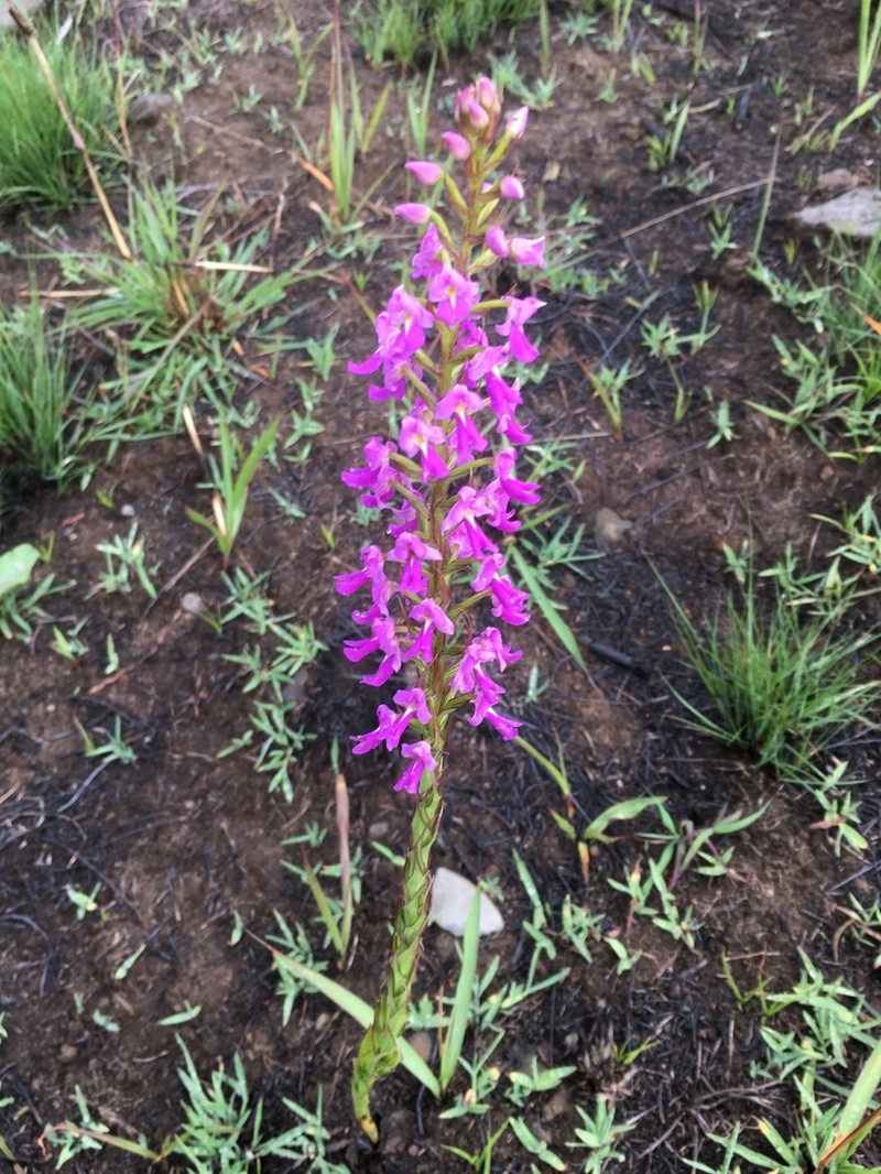 Brachycorythis pleistophylla photo 6