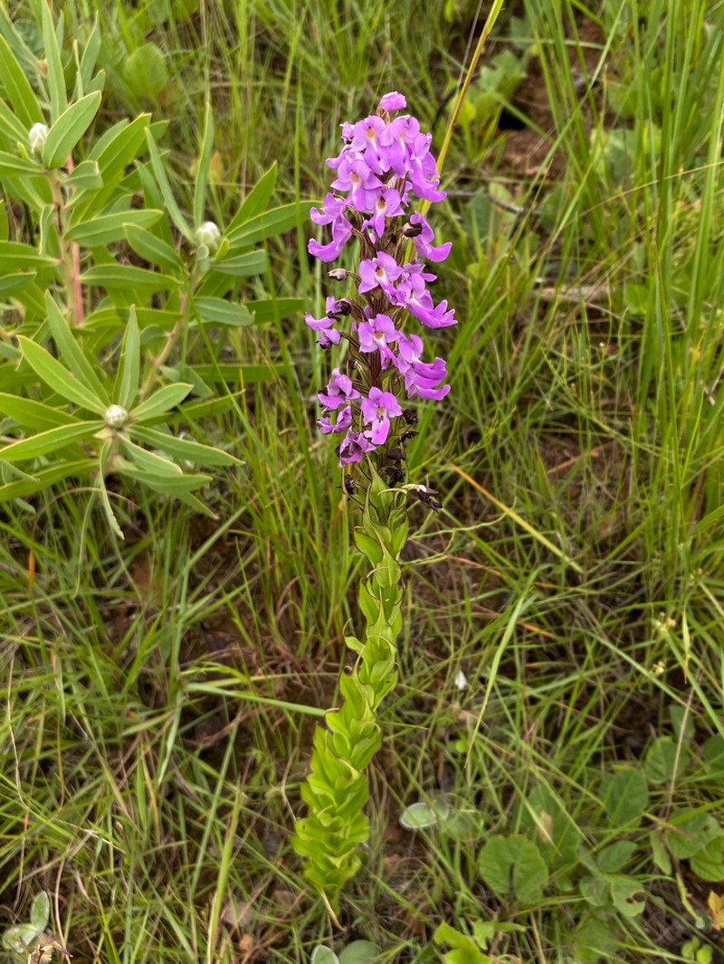 Brachycorythis pleistophylla photo 7