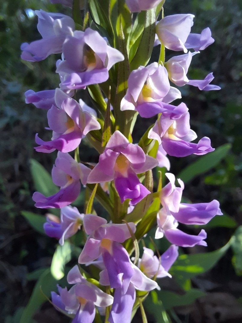Brachycorythis pleistophylla photo 8
