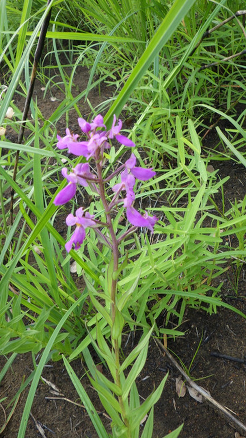 Brachycorythis pleistophylla var. leopoldii