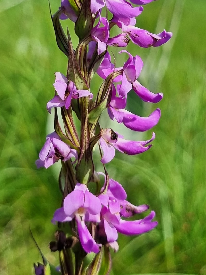 Brachycorythis pleistophylla var. pleistophylla