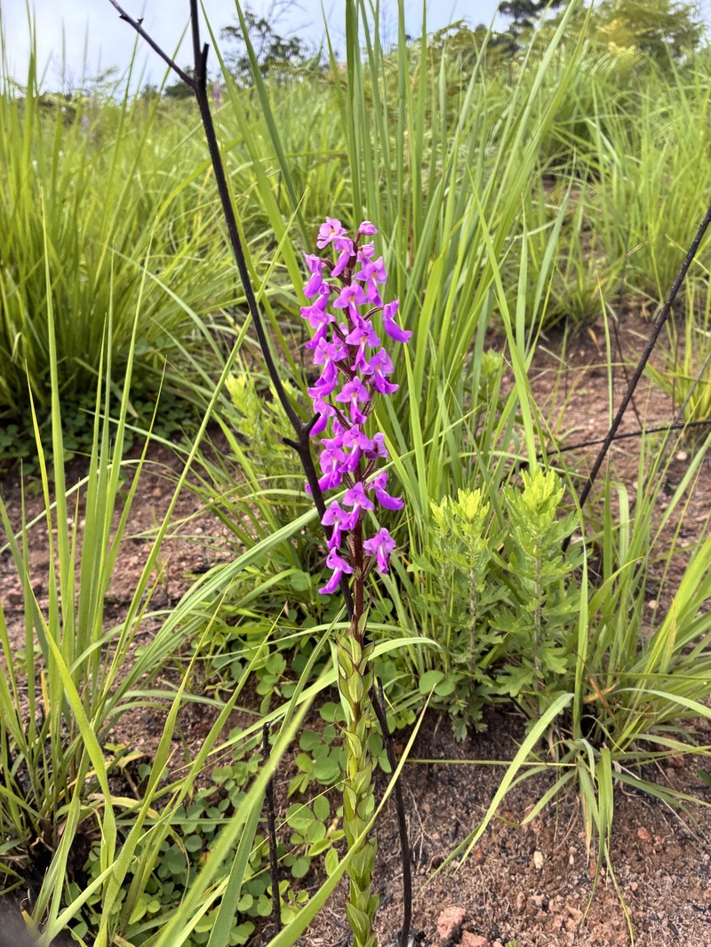 Brachycorythis pleistophylla var. pleistophylla photo 2