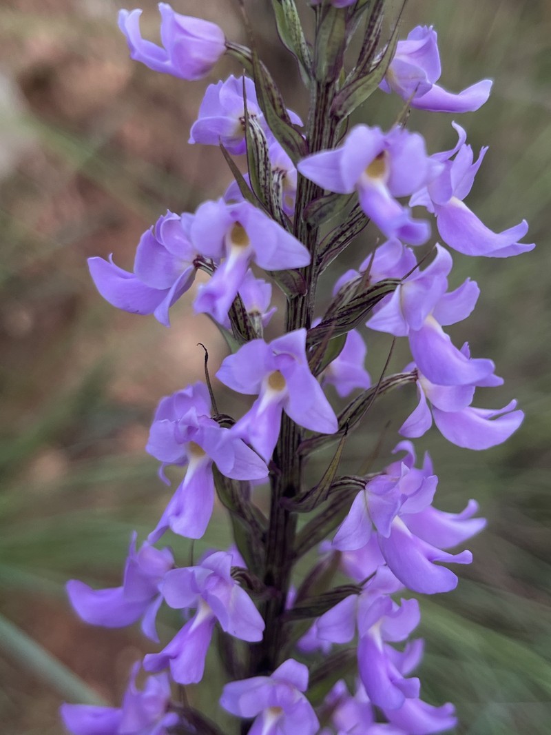 Brachycorythis pleistophylla var. pleistophylla photo 3