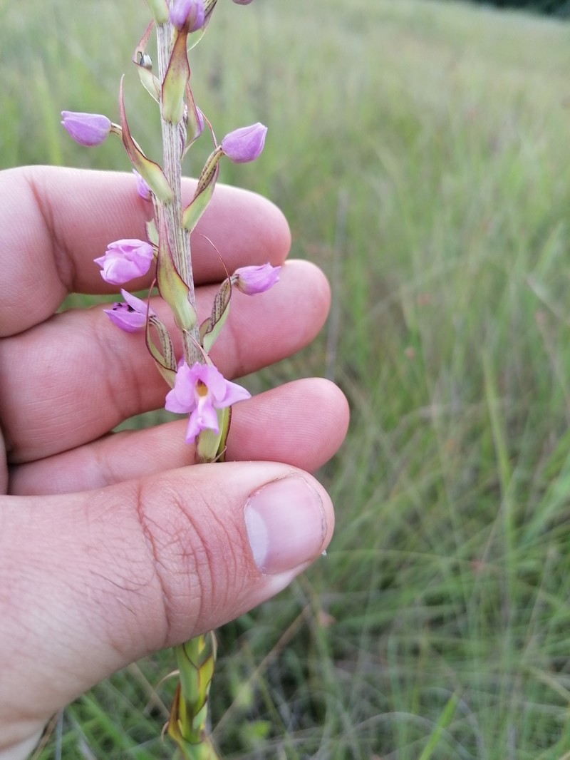 Brachycorythis pleistophylla var. pleistophylla photo 4