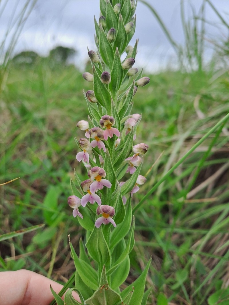 Brachycorythis pubescens photo 2