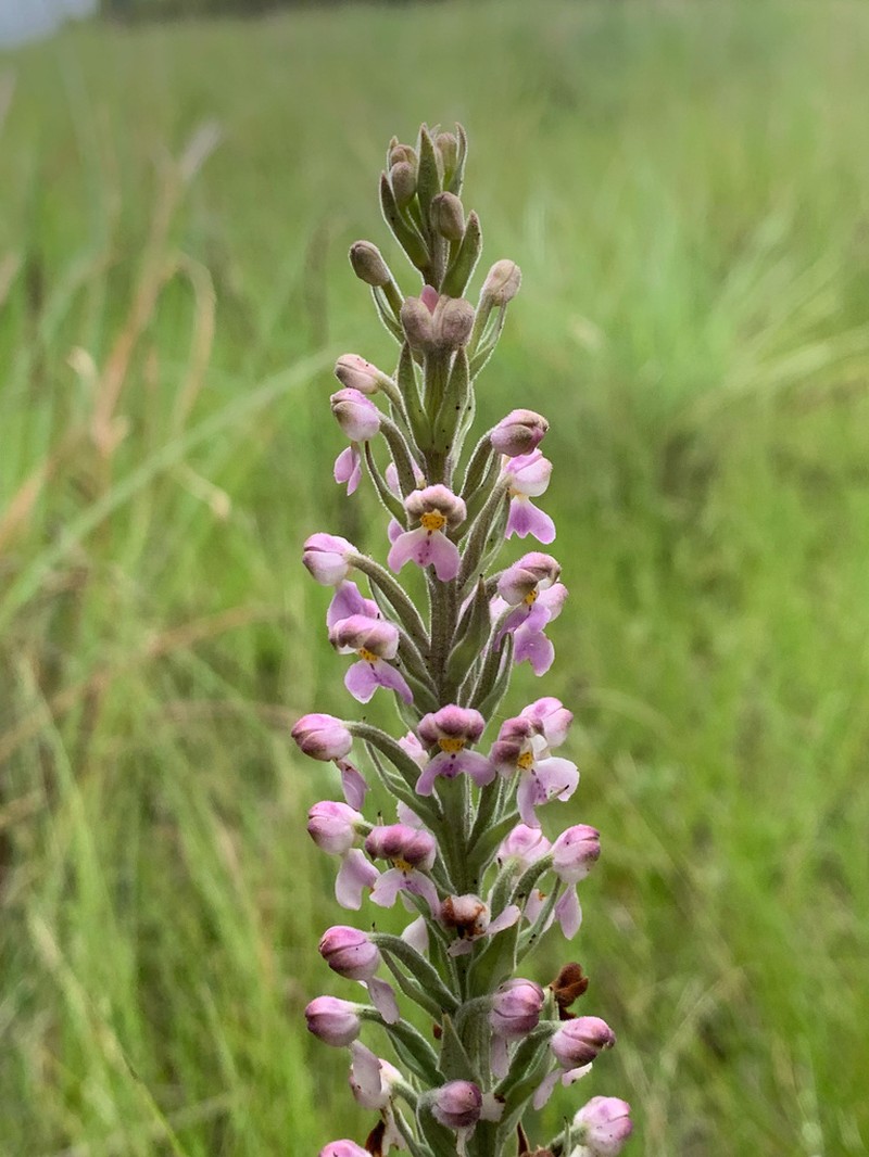 Brachycorythis pubescens photo 3