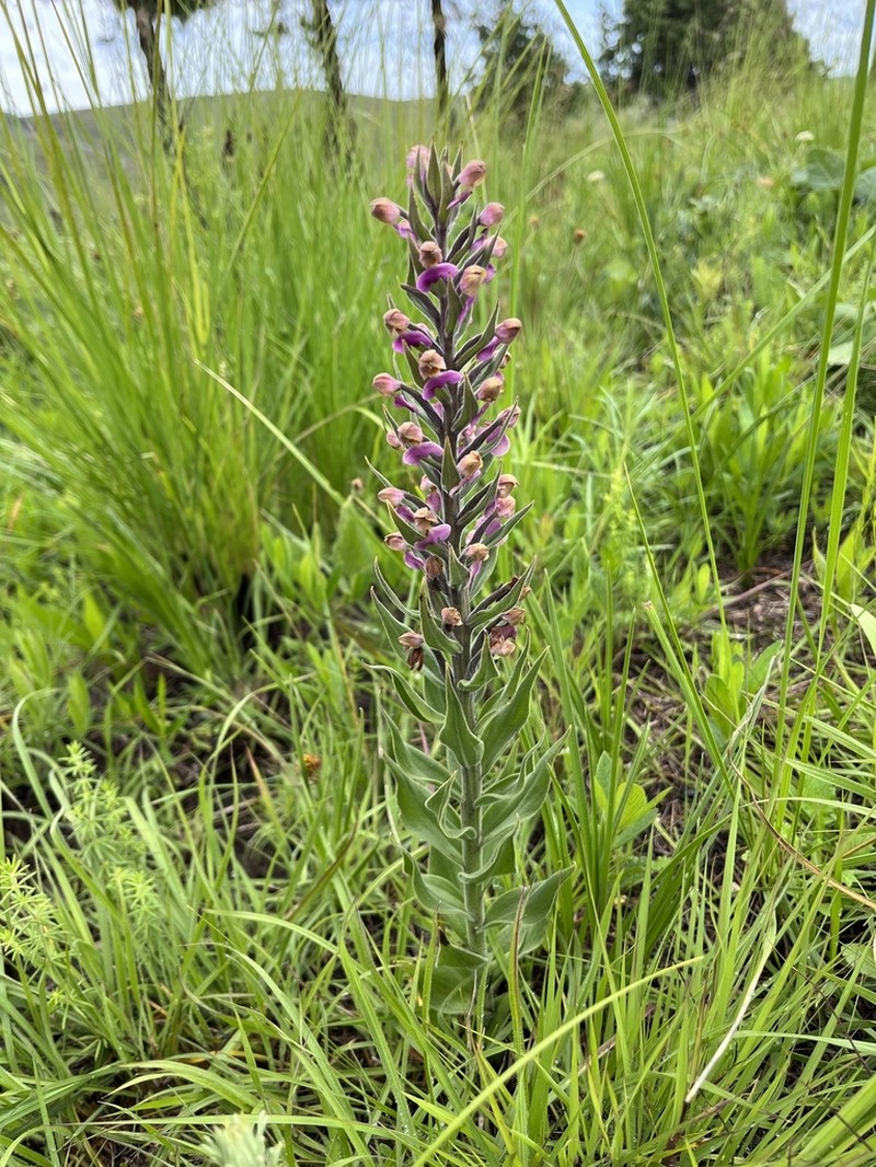 Brachycorythis pubescens photo 4