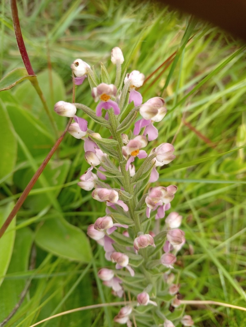 Brachycorythis pubescens photo 5