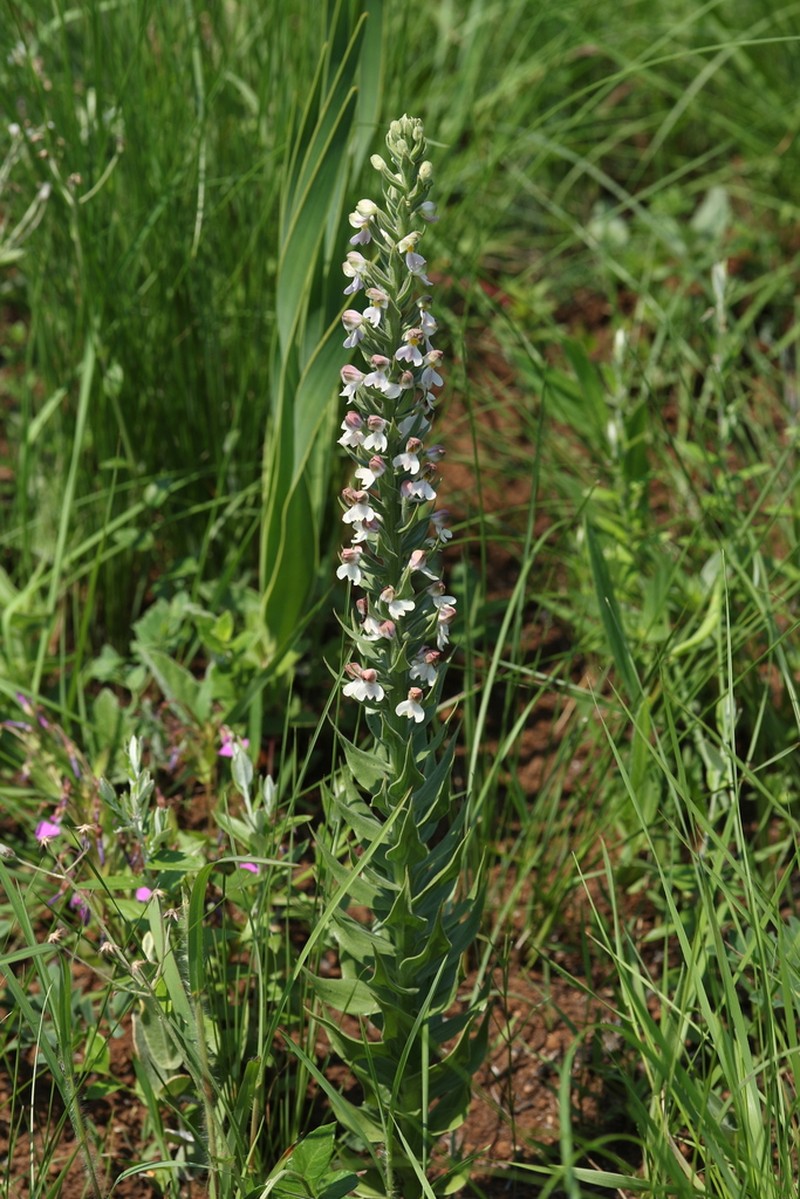 Brachycorythis pubescens photo 6