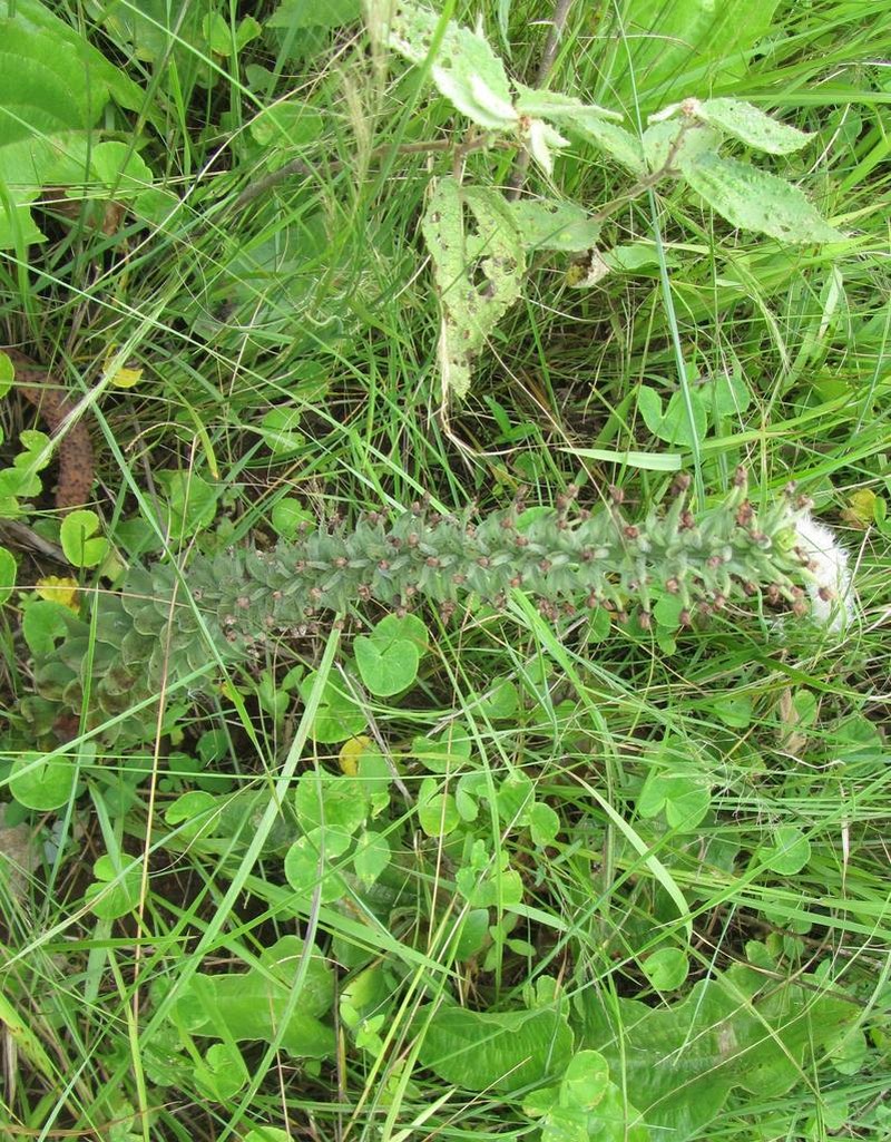 Brachycorythis pubescens photo 8