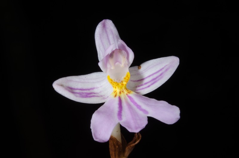 Brachycorythis pumilio