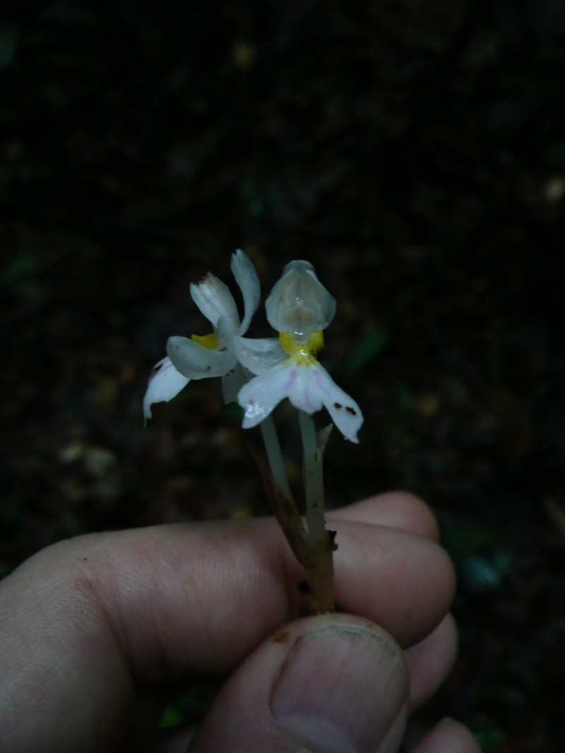 Brachycorythis pumilio photo 2