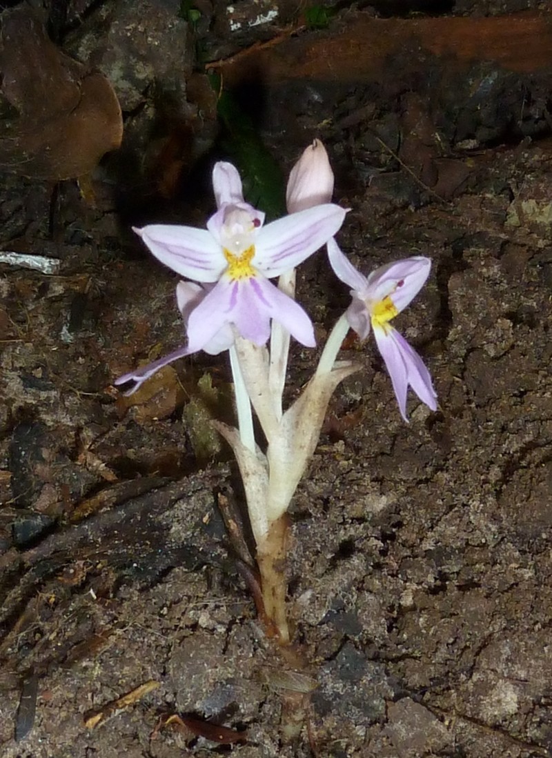 Brachycorythis pumilio photo 4