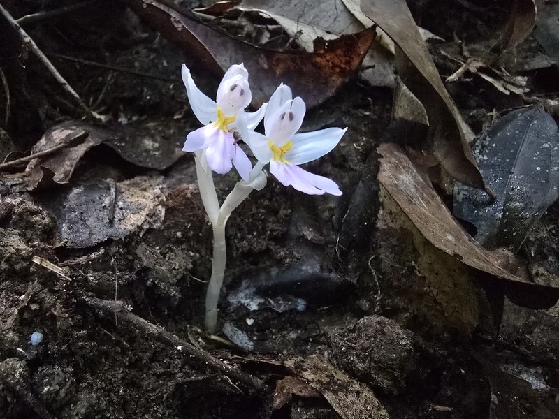 Brachycorythis pumilio photo 5