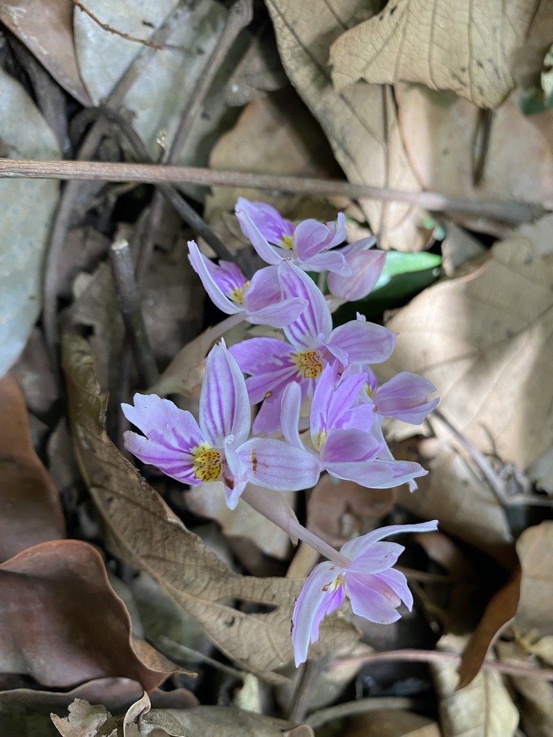 Brachycorythis pumilio photo 7