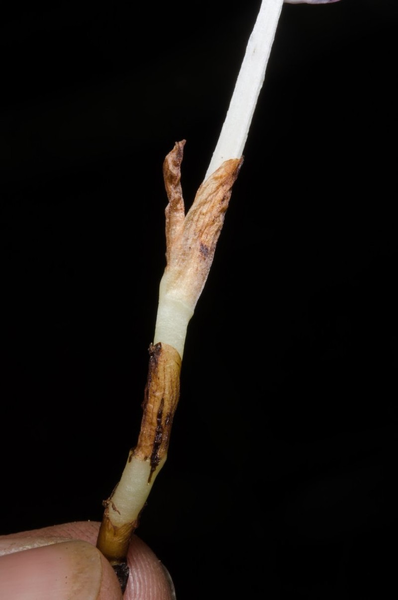 Brachycorythis pumilio photo 8