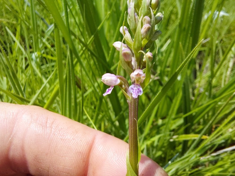 Brachycorythis rhodostachys photo 2