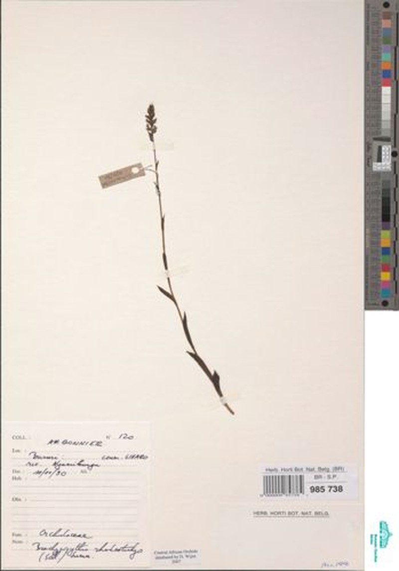 Brachycorythis rhodostachys photo 3