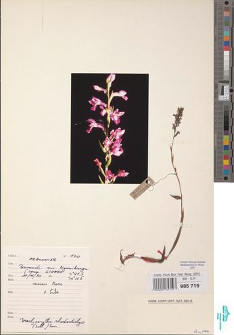 Brachycorythis rhodostachys photo 4