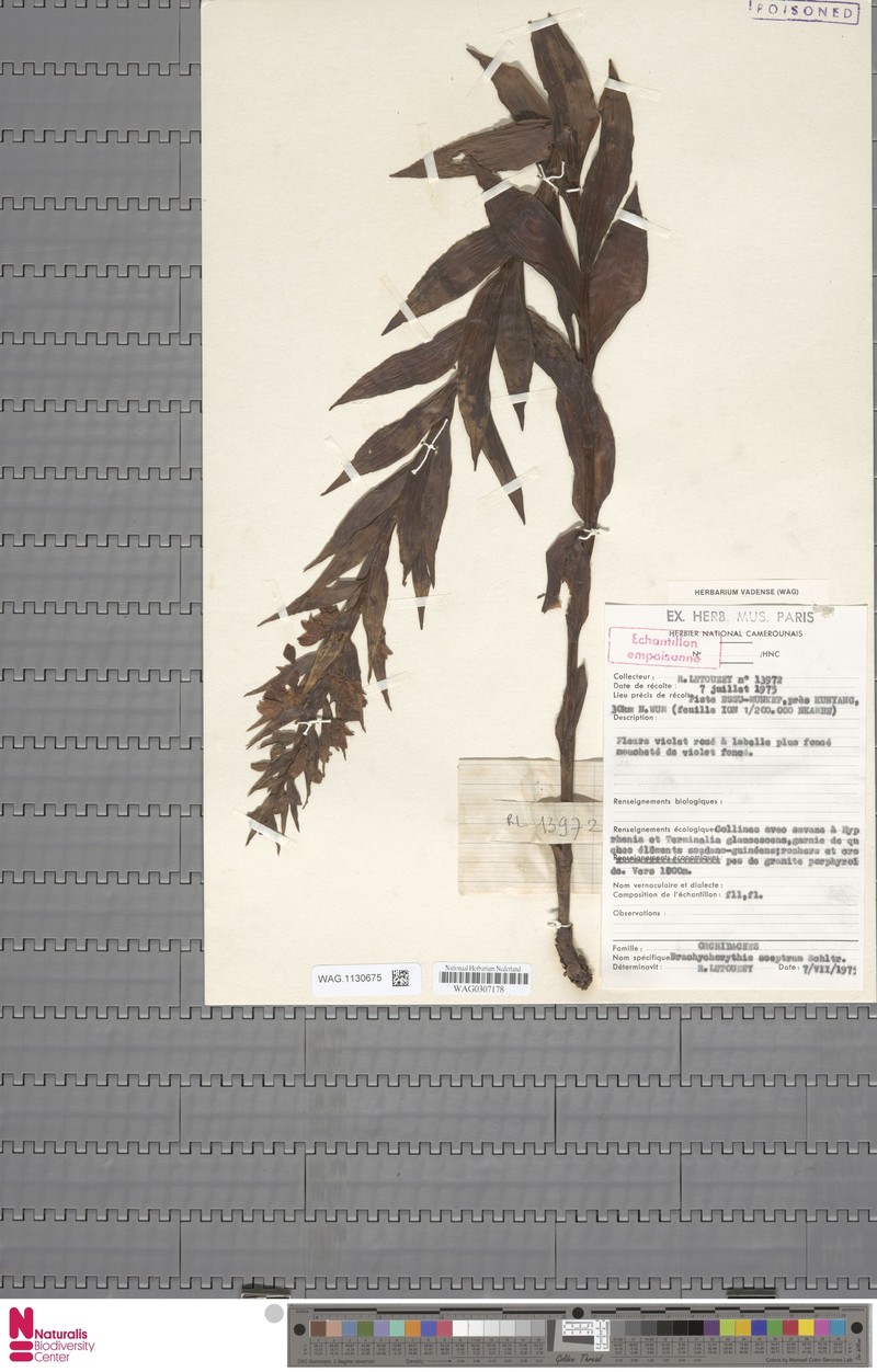 Brachycorythis sceptrum
