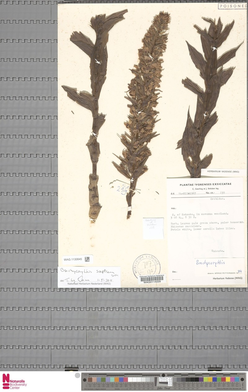 Brachycorythis sceptrum photo 3