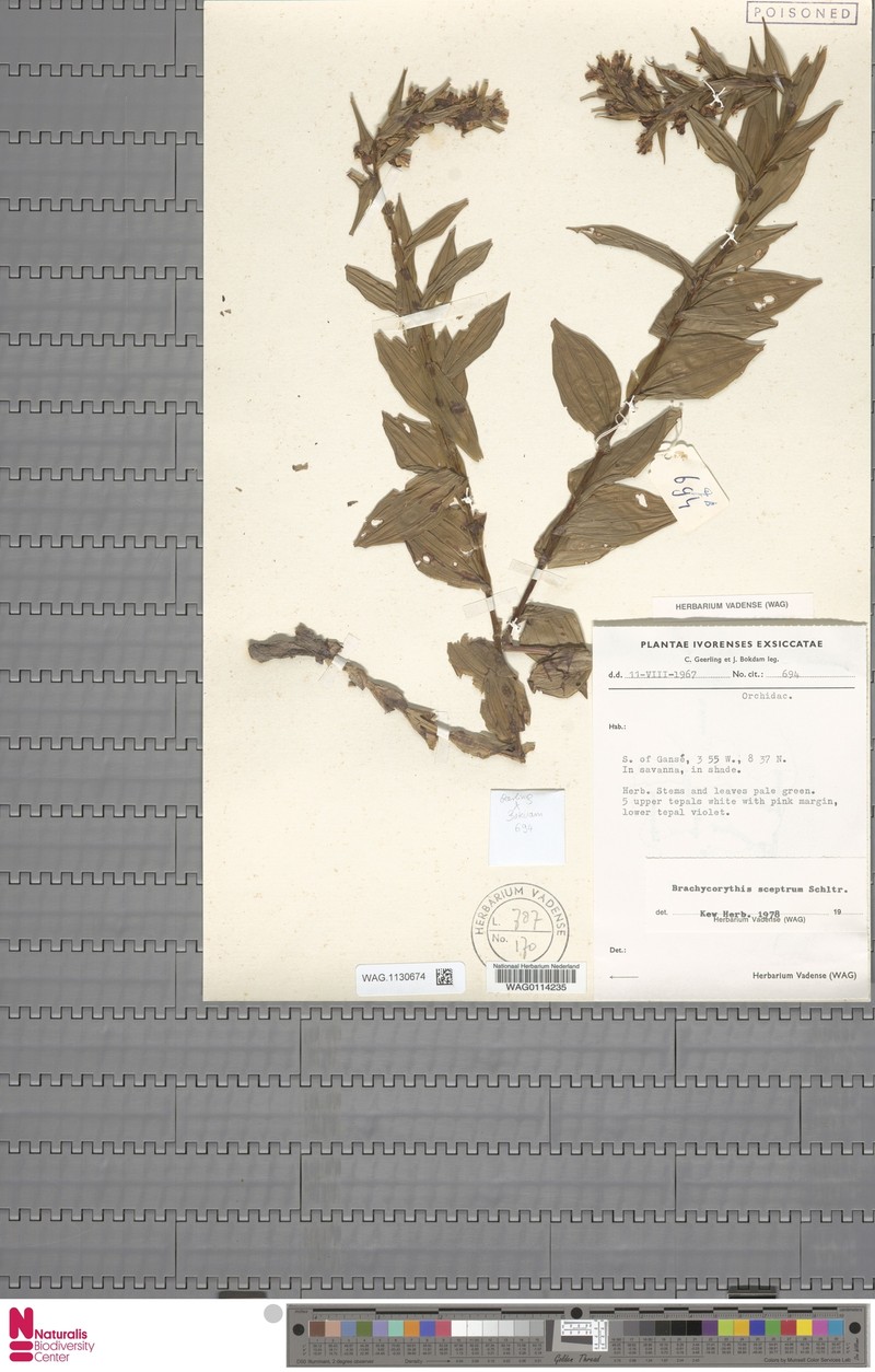 Brachycorythis sceptrum photo 4