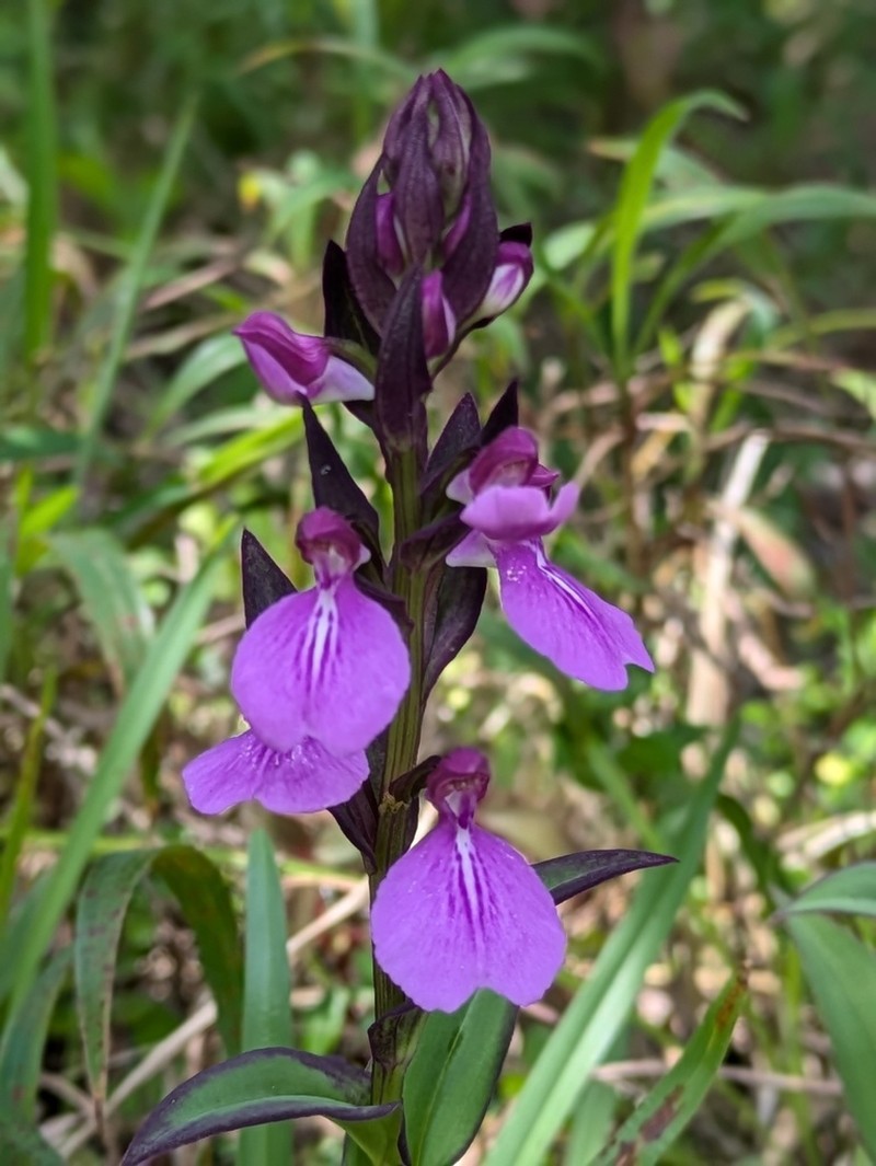 Brachycorythis splendida photo 3