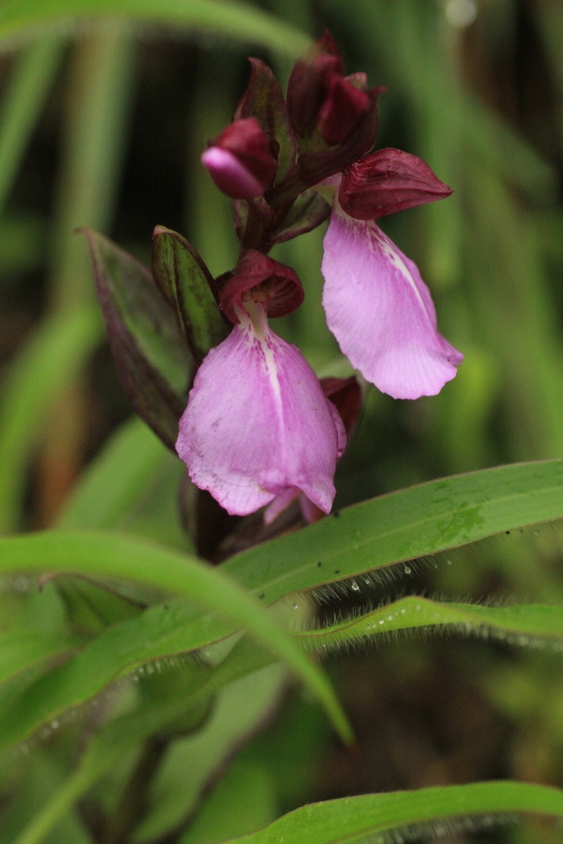 Brachycorythis splendida photo 4