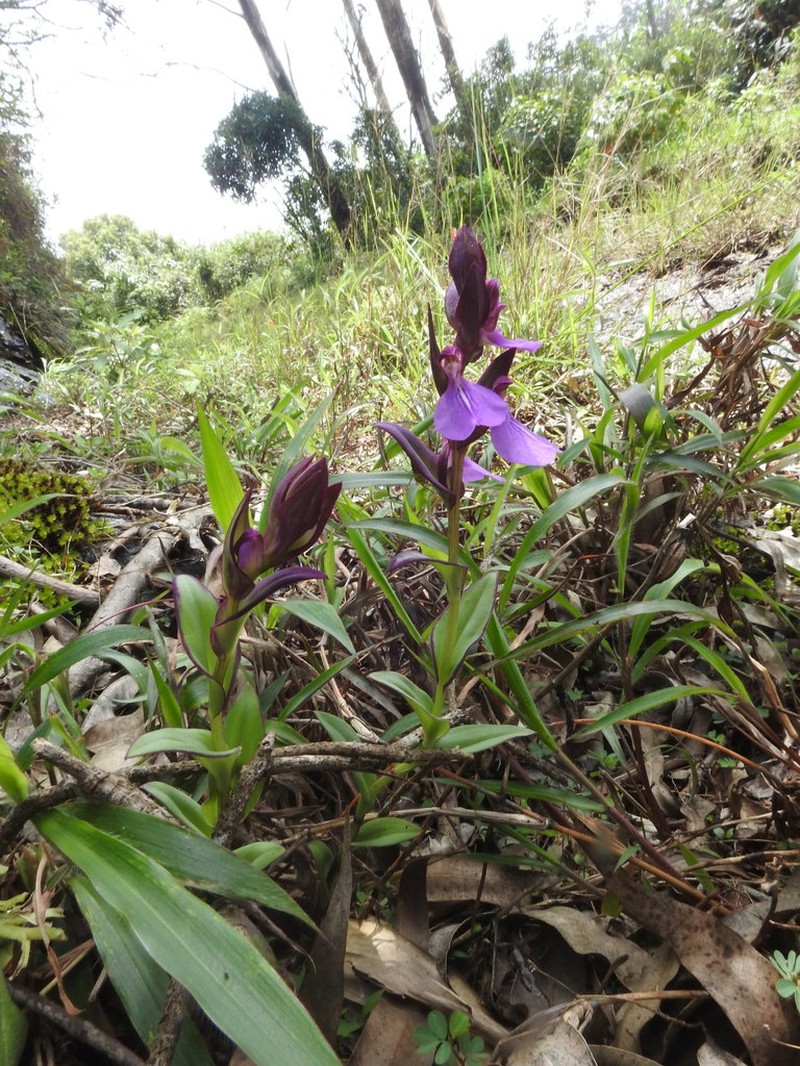 Brachycorythis splendida photo 5