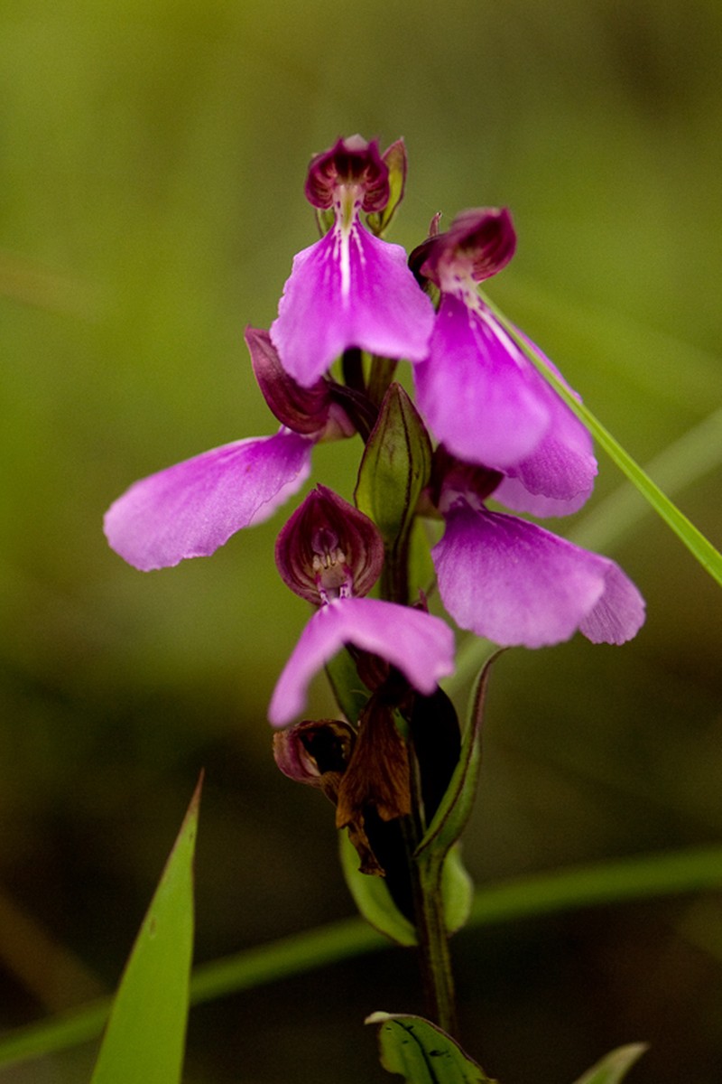 Brachycorythis splendida photo 6