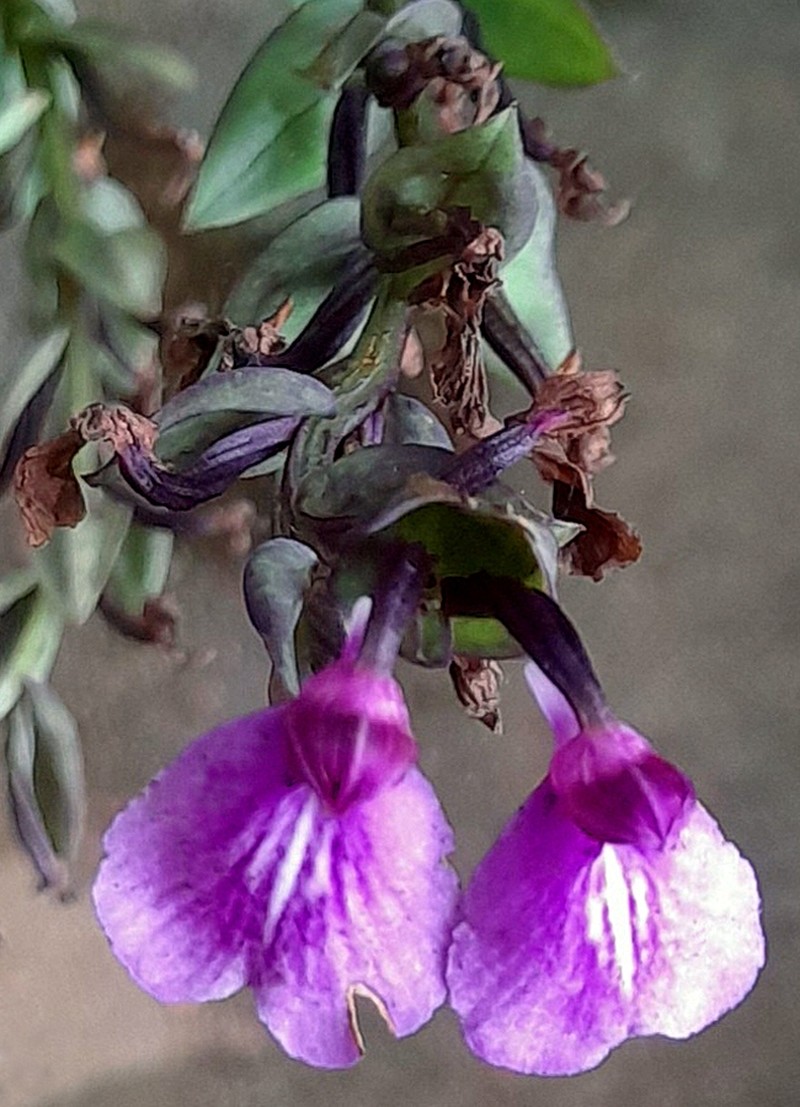 Brachycorythis splendida